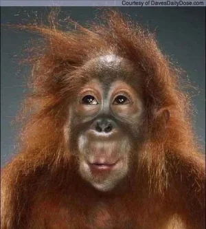 funny-orangutan-picture-09.webp