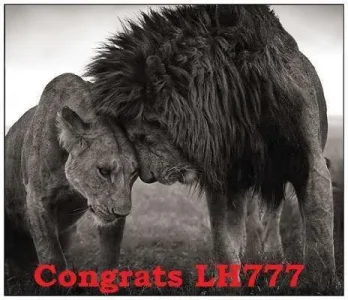 Lion-Love-lions-12265175-858-740.webp