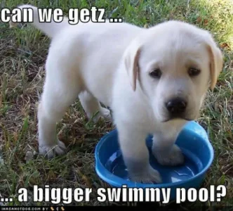 can we get a bigger swimming pool puppy.webp
