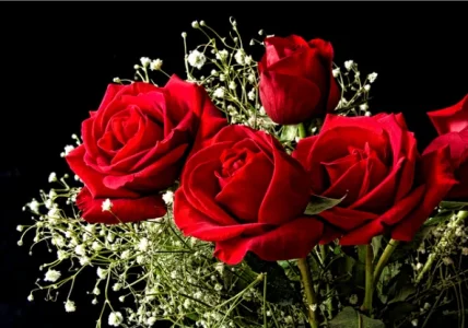 bouquet of red roses and babys breath.webp