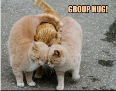 3 cats group hugs.webp