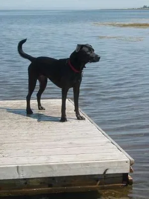 Bella on dock.webp