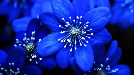 Blue-Flower-12.webp