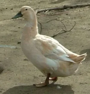 Golden_Cascade_female.webp