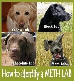 Dogs.webp