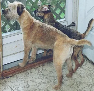 Spunky & Sophie.webp Spunky & Sophie.webp
