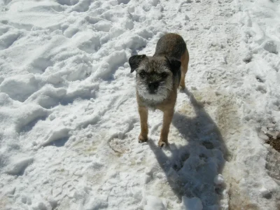 Sophie in the snow.webp Sophie in the snow.webp