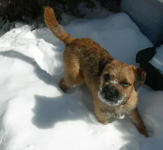Freddy in the snow.webp Freddy in the snow.webp