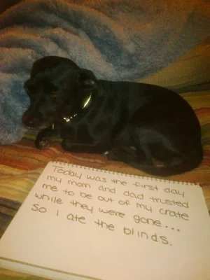 dog1.webp