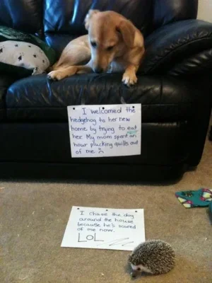 dog2.webp