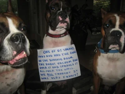 dog3.webp