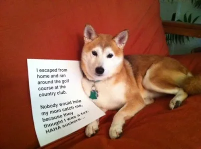dog4.webp