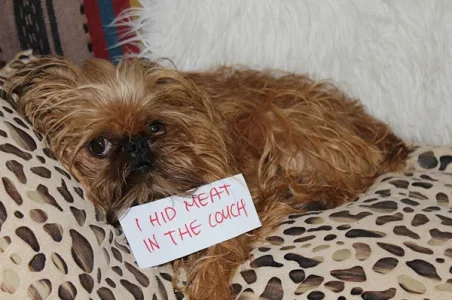 dog5.webp