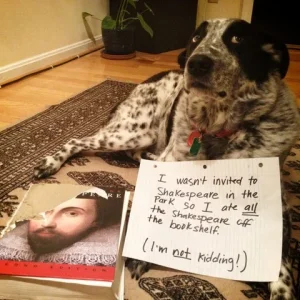 dog9.webp