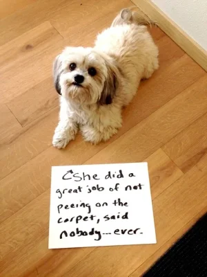 dog11.webp