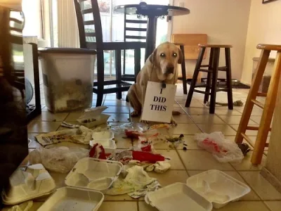 dog12.webp