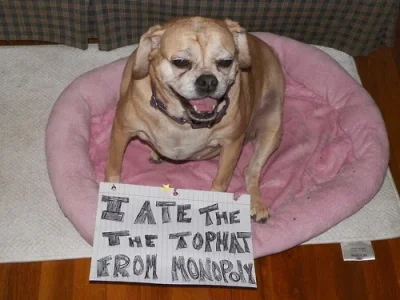 dog13.webp