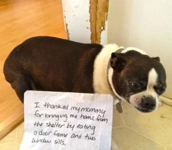 dog14.webp
