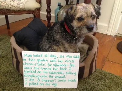 dog15.webp