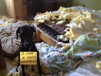 dog17.webp