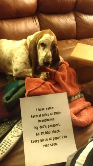 dog18.webp