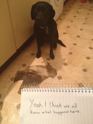dog19.webp