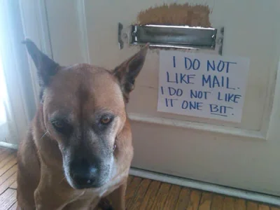 dog20.webp