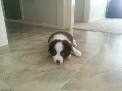 Murphy.webp