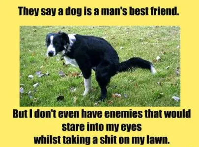 dog.webp