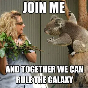 galaxykoala.webp