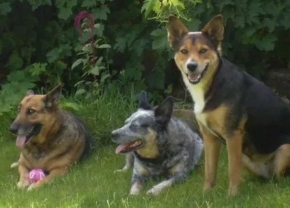 dogtrio4.webp dogtrio4.webp