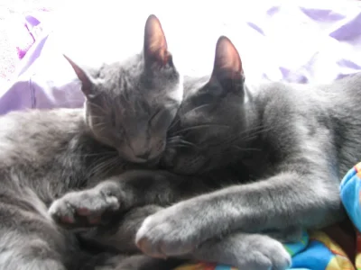 2kitties.webp