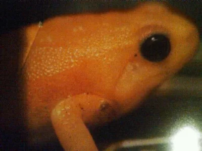 frog.webp