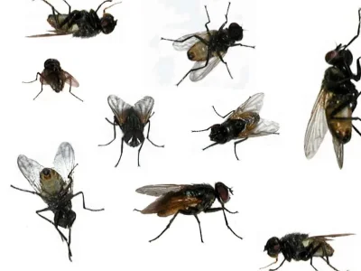 flies.webp