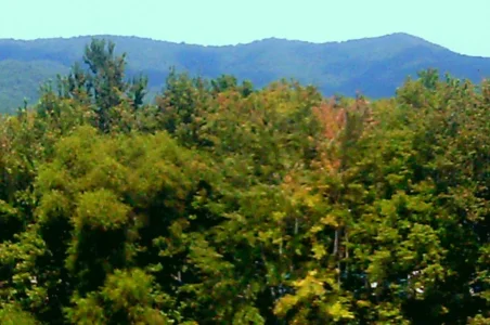 The Greens of Summer.webp