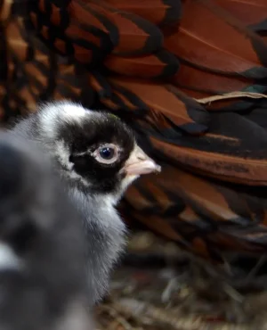 1chick.webp