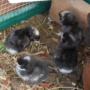 4chick.webp