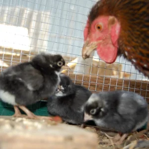 2chick.webp