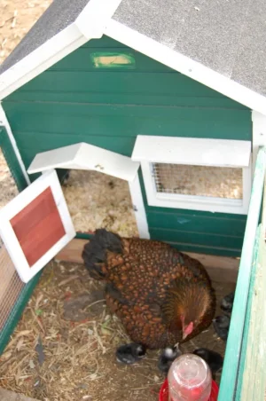 7chick.webp