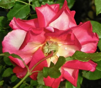 PICT0648.webp