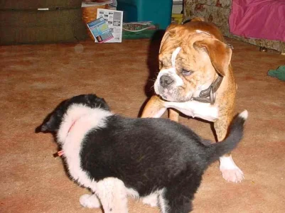 puppy 004 (2).webp