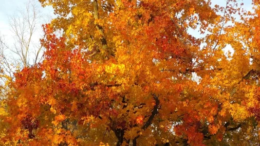 Nov 4.webp