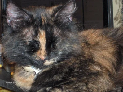 Millie.webp