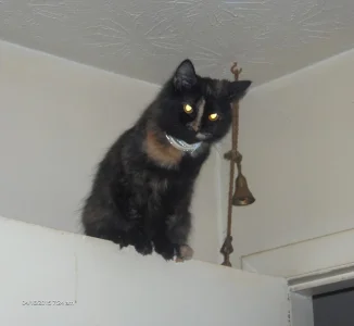 Millie On Door.webp