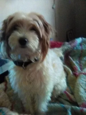 Dixie.webp