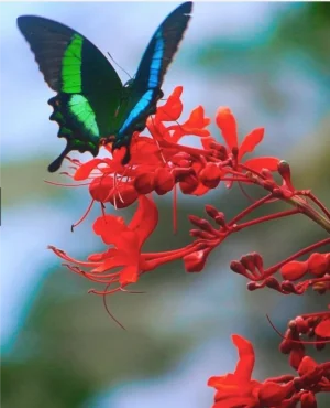 butterfly illusion 2013.webp