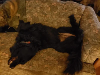 Pretzel Puppy.webp