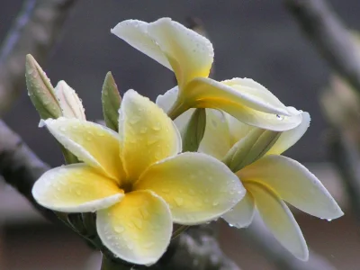 PICT0295.webp