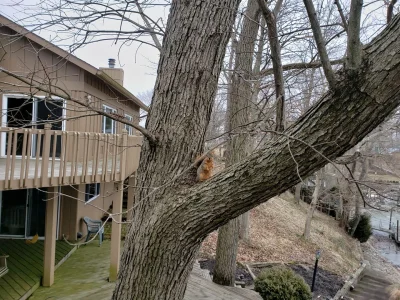 Hello from the Squirrel.webp