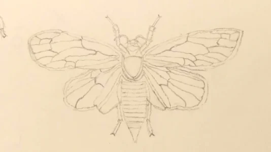 cicada drawing.webp